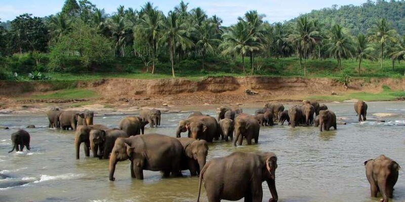 from-colombo-kandy-pinnawala-orphanage-short-excursions