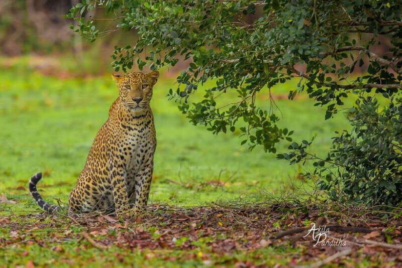 from-colombo-negombo-wilpattu-national-park-4x4-safari-tour