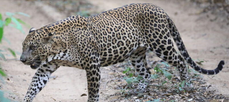 from-colombo-wilpattu-national-park-safari
