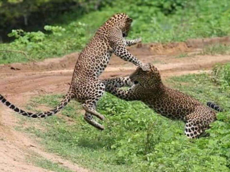 from-ella-2-day-yala-park-safari-with-arugam-bay-drop-off
