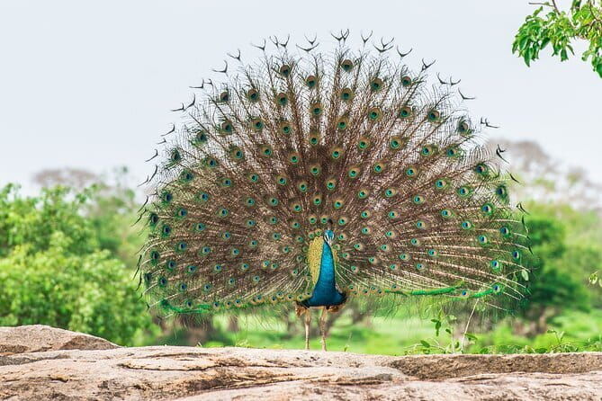 From Ella - Day Excursion to Yala National Park - Potential Drawbacks or Considerations
