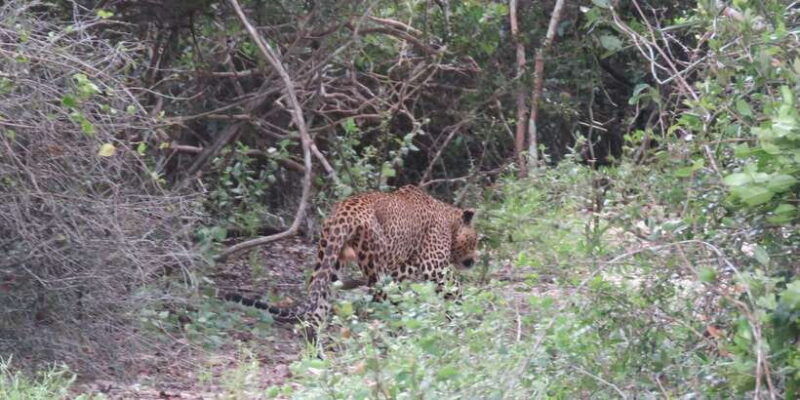 from-ella-yala-national-park-44-leopard-safari-tour