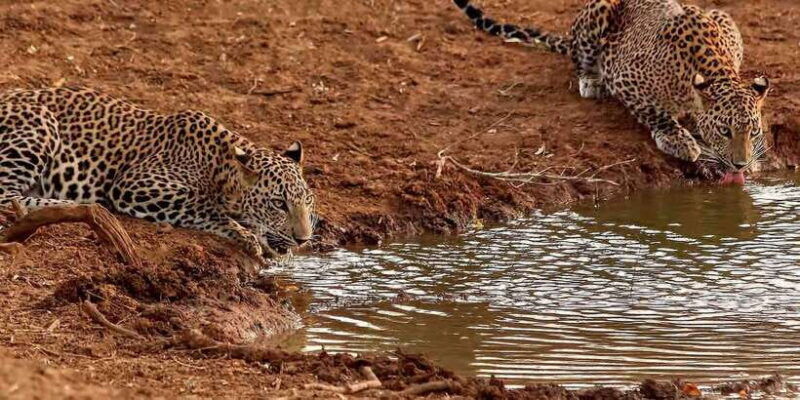 from-ella-yala-national-park-jeep-safari-tour