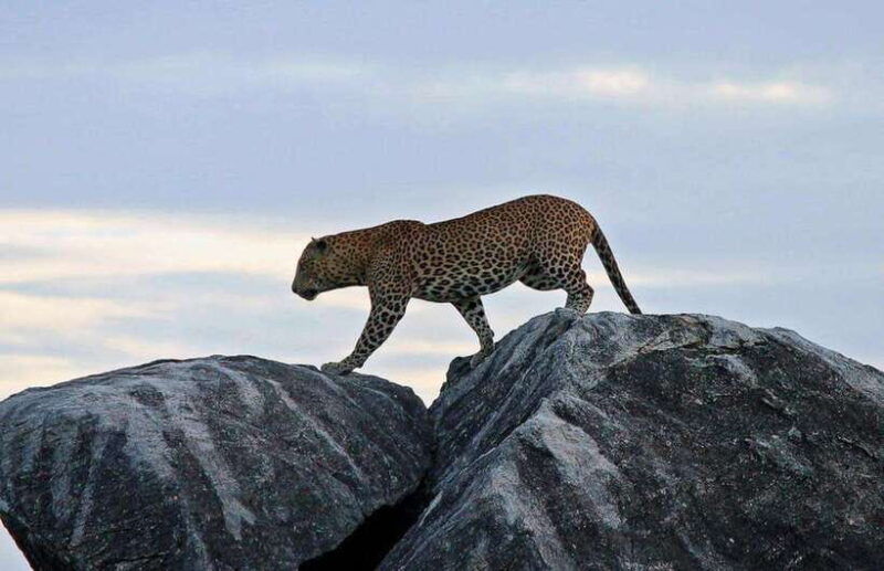 from-ella-yala-national-park-safari-and-drop-in-ella
