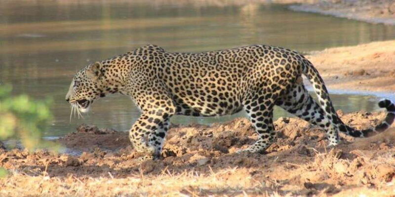 from-ella-yala-safari-drop-off-arugam-bay-arugambay