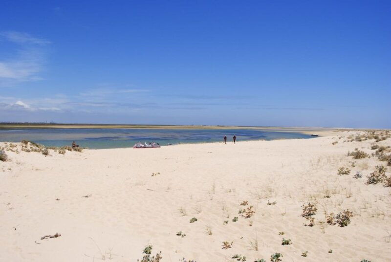 from-faro-2-hour-guided-bird-watching-boat-trip