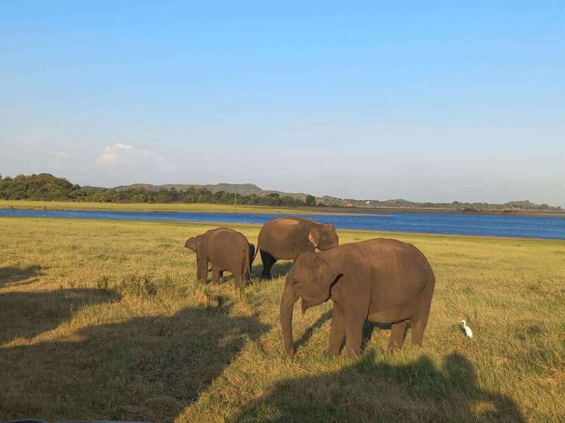 from-habarana-minneriya-national-park-4x4-jeep-safari