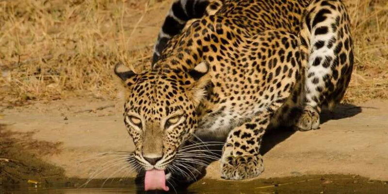 from-hikkaduwa-galle-mirissa-yala-national-park-safari