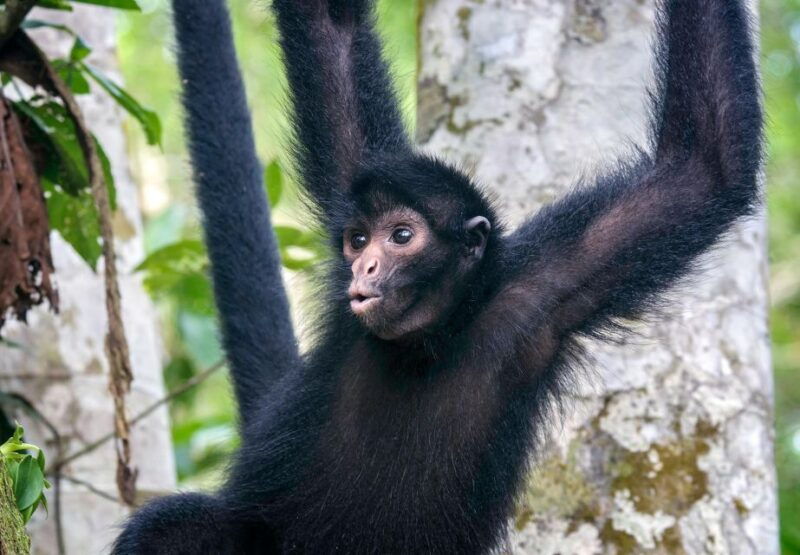 from-iquitos-excursion-to-the-monkey-island-full-day