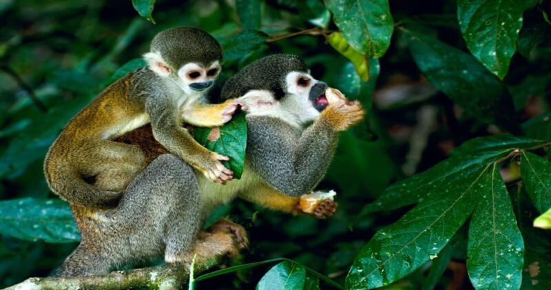 from-iquitos-expeditions-to-the-pacaya-samiria-reserve