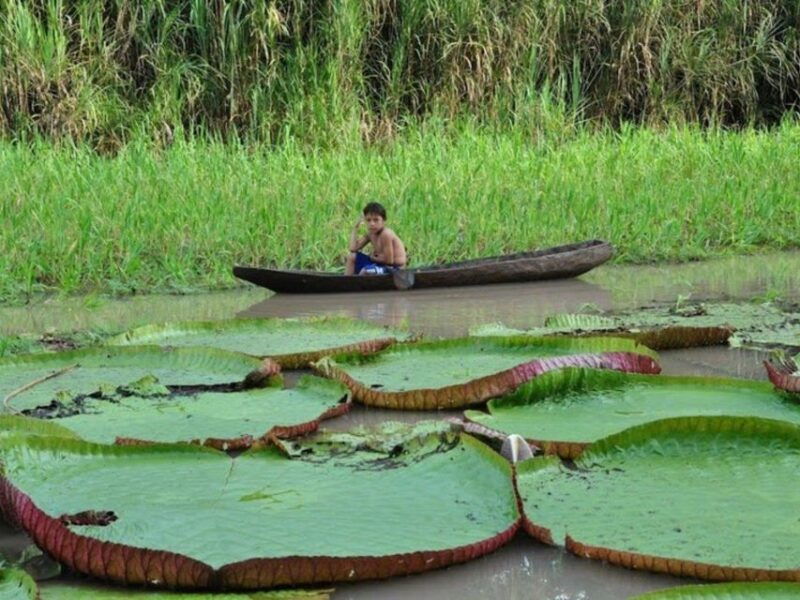 from-iquitos-navigate-the-amazon-river-full-day