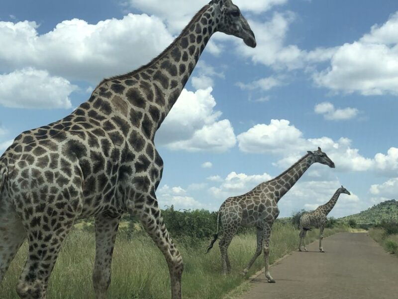 from-johannesburg-pilanesberg-wildlife-safari