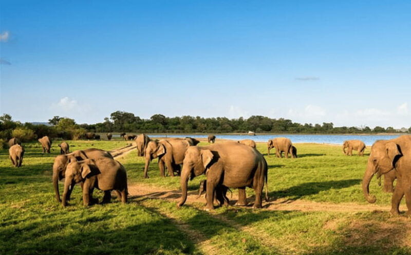 from-kandy-sigiriya-rock-fortress-and-wildlife-safari