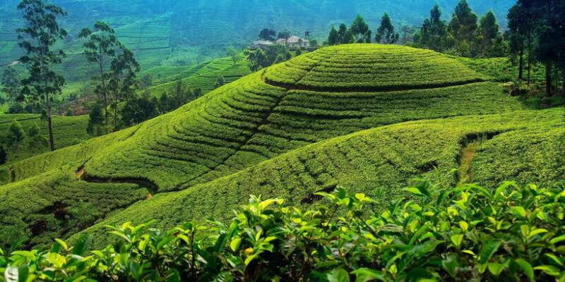 from-kandy-to-nuwara-eliya-drop-tour-private-tour