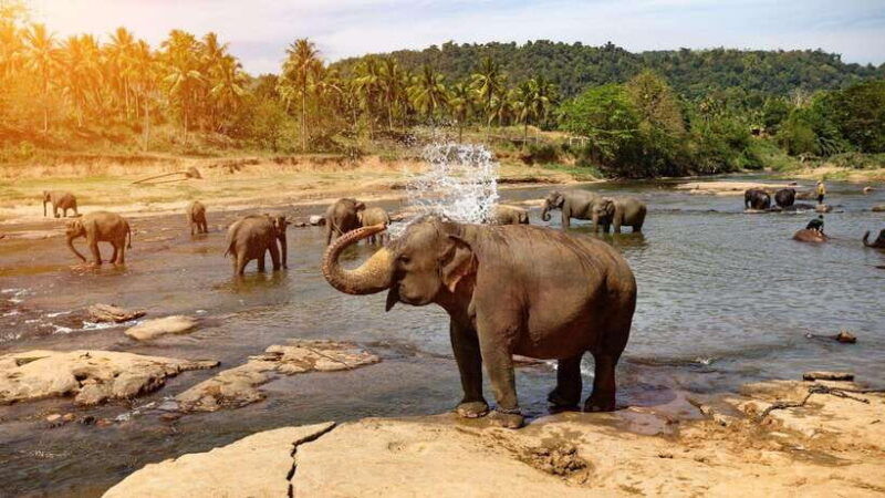 from-kandy-to-pinnawala-private-day-tour-via-ambuluwawa