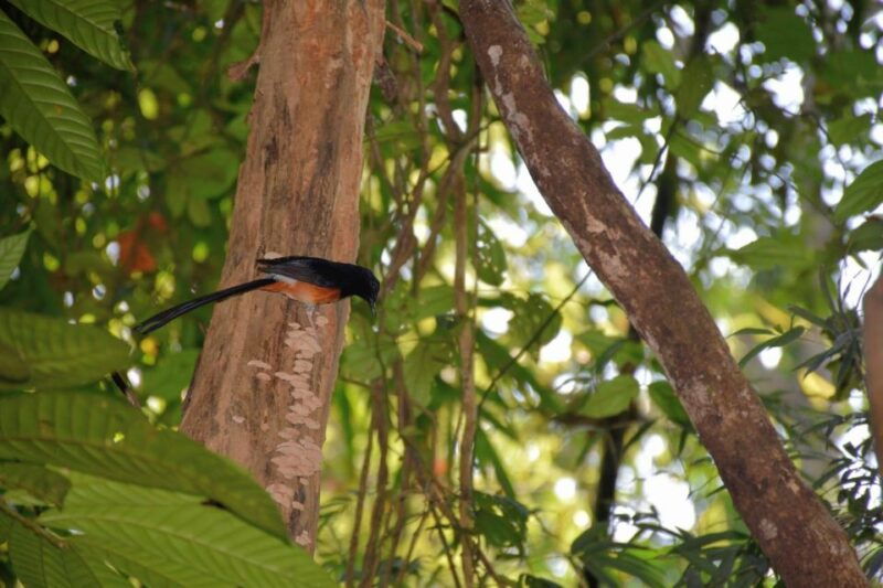 from-krabi-cheow-lan-lake-cruise-and-khao-sok-jungle-hike