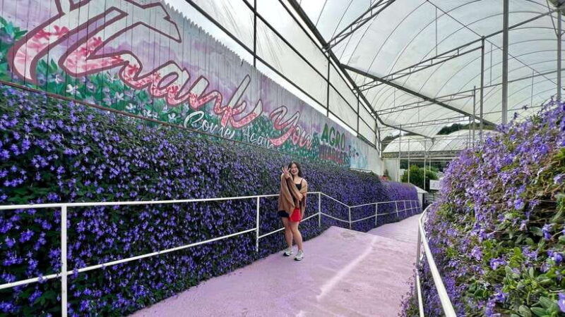 from-kuala-lumpur-cameron-highlands-day-tour-with-lunch