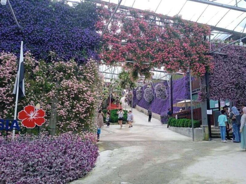 from-kuala-lumpur-cameron-highlands-private-or-join-in-tour