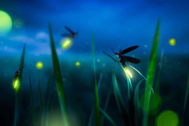 from-kuala-lumpur-fireflies-tour-and-seafood-dinner