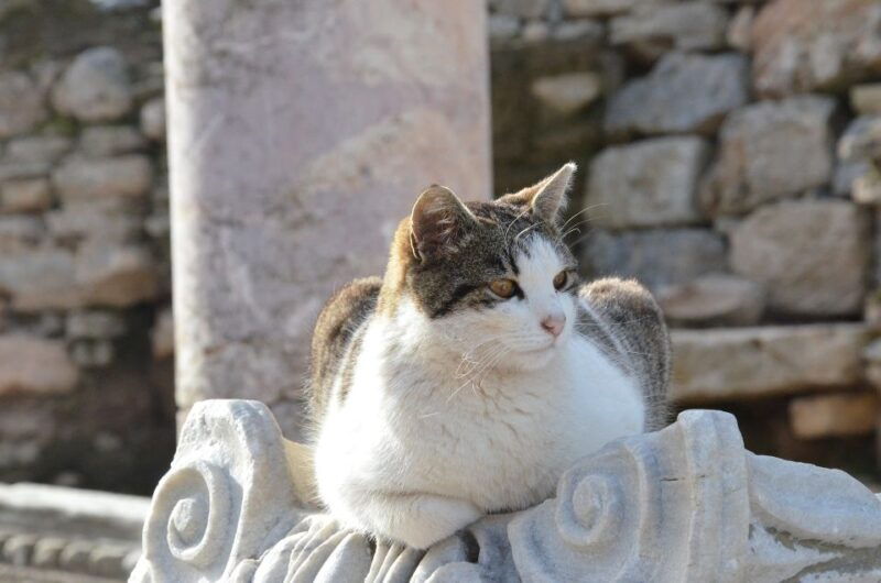 from-kusadasi-port-ephesus-tour-with-skip-the-line-entry