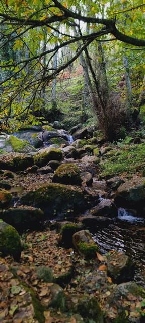 from-lagos-monchique-private-guided-hike-medronho-tasting