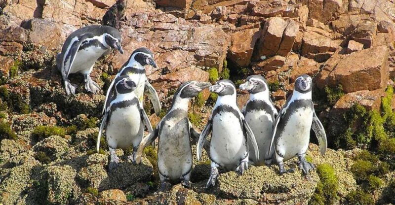 from-lima-full-day-tour-to-ica-paracas-ballestas-islands