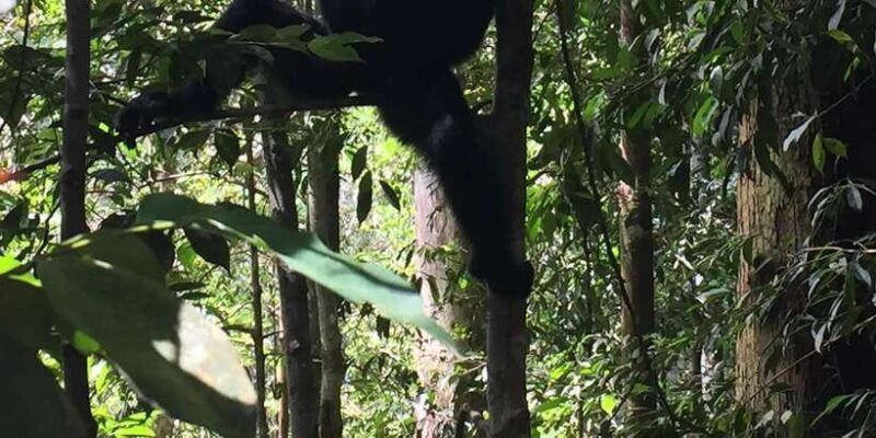 from-medan-4-day-tour-to-bukit-lawang-incl-jungle-trek