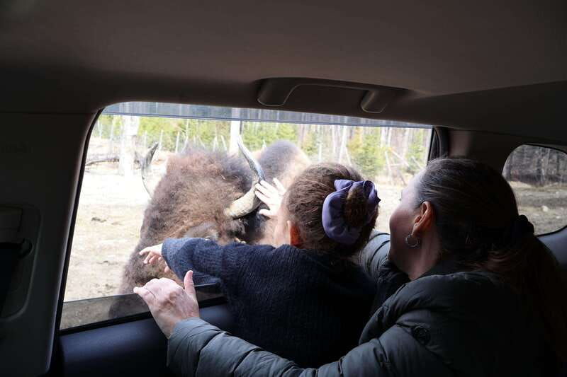 from-montreal-omega-park-wildlife-safari-with-pro-photos