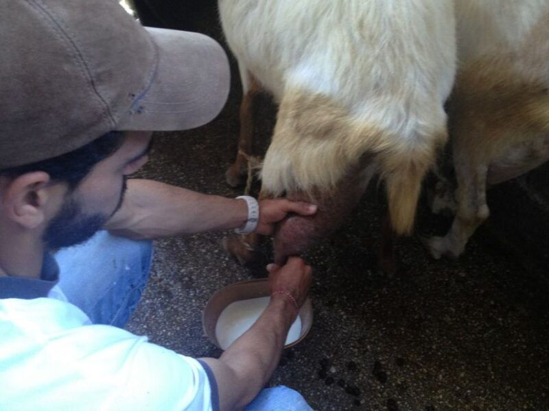 from-mykonos-ano-mera-farm-tour