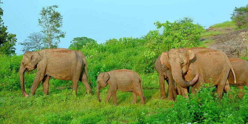 from-negombo-udawalawa-national-park-wildlife-safari