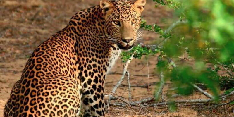 from-negombo-wilpattu-national-park-safari-guided-day-tour