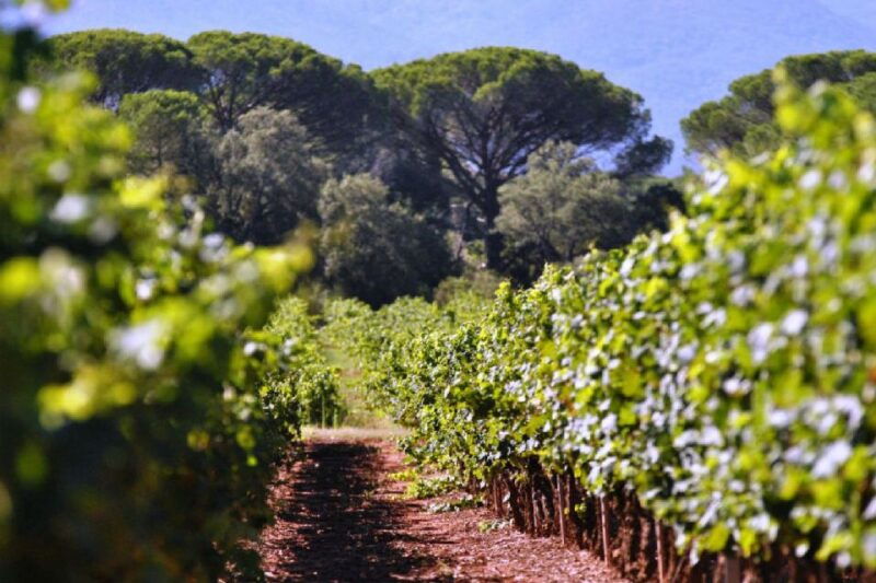 from-nice-antibes-st-paul-de-vence-tour-with-wine-tasting