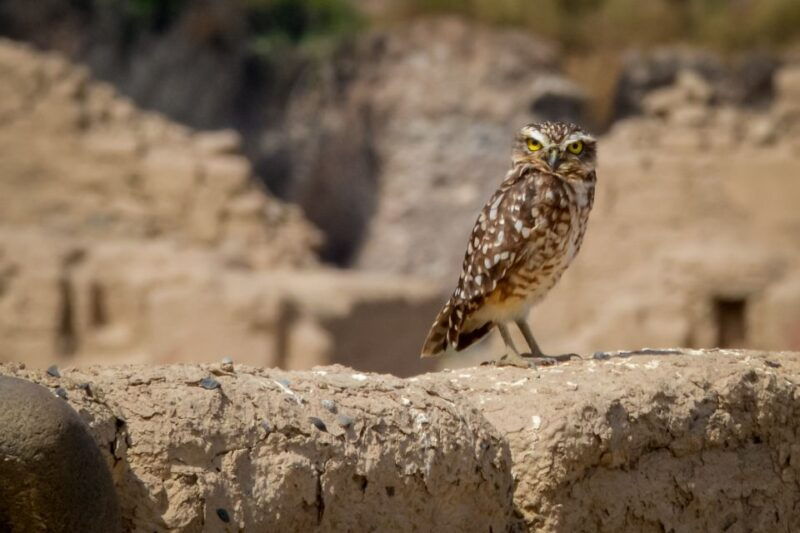 from-paracas-tambo-colorado-inca-complex-tour