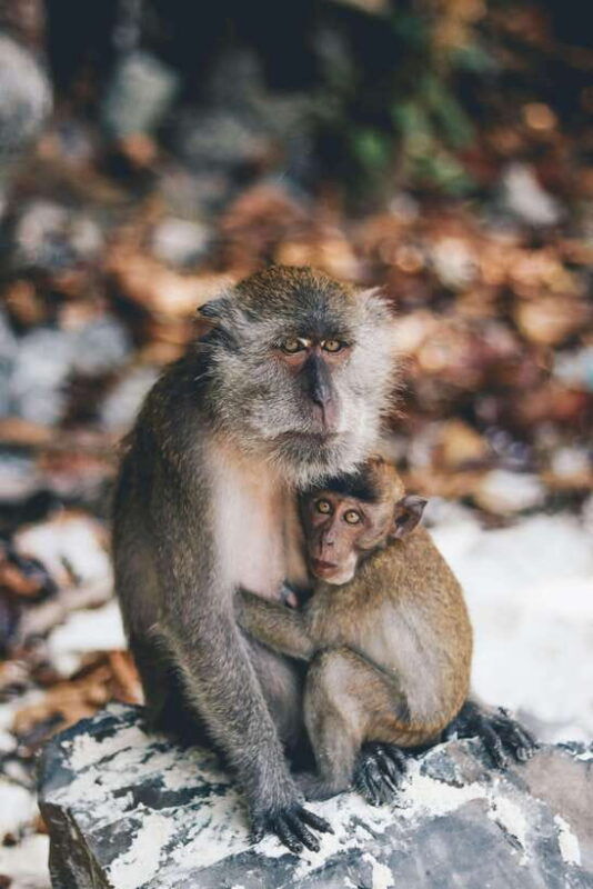 from-phi-phi-full-day-7-island-tour-by-longtail-with-sunset-2