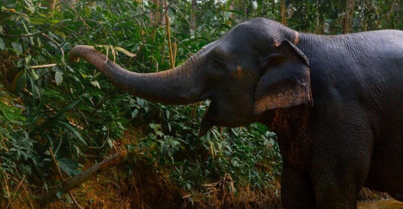 from-phuket-khao-lak-elephant-sanctuary-full-day-tour