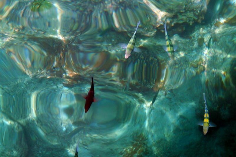 from-phuket-phi-phi-and-maya-bay-snorkeling-by-speedboat