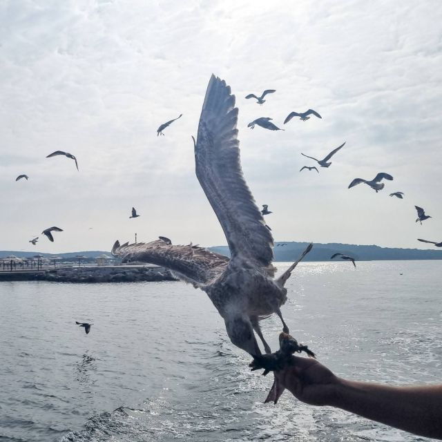 from-porec-boat-day-trip-to-rovinj-with-fish-lunch