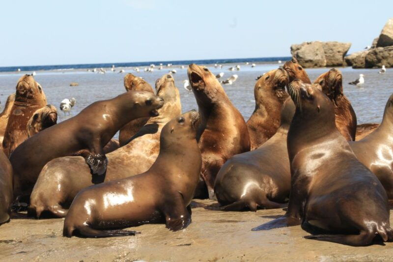 from-puerto-madryn-city-and-punta-loma-tour