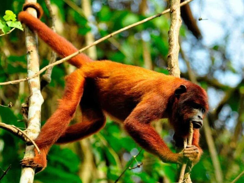 from-puerto-maldonado-1-day-kayak-monkey-island-excursion