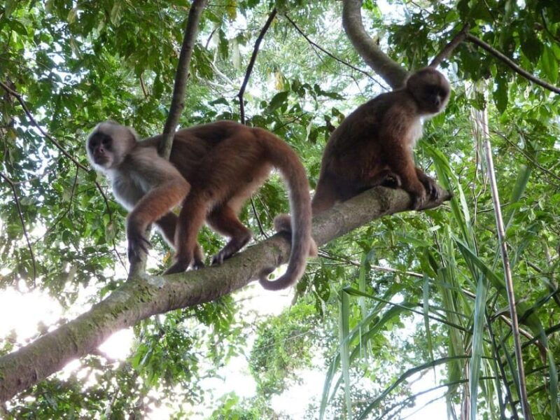 from-puerto-maldonado-kayak-tour-monkey-island