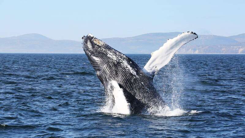 from-quebec-city-whale-watching-excursion-full-day-trip