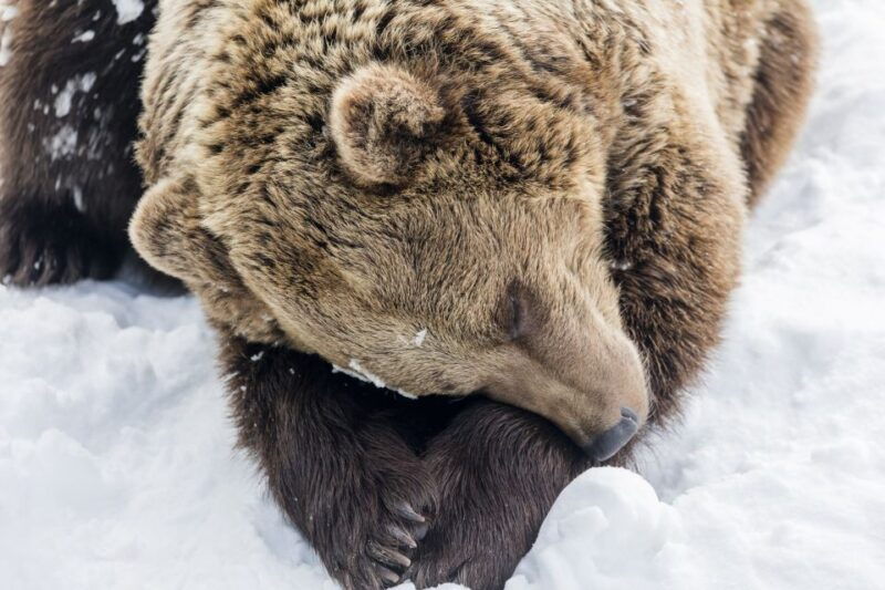 from-rovaniemi-ranua-wildlife-park-experience