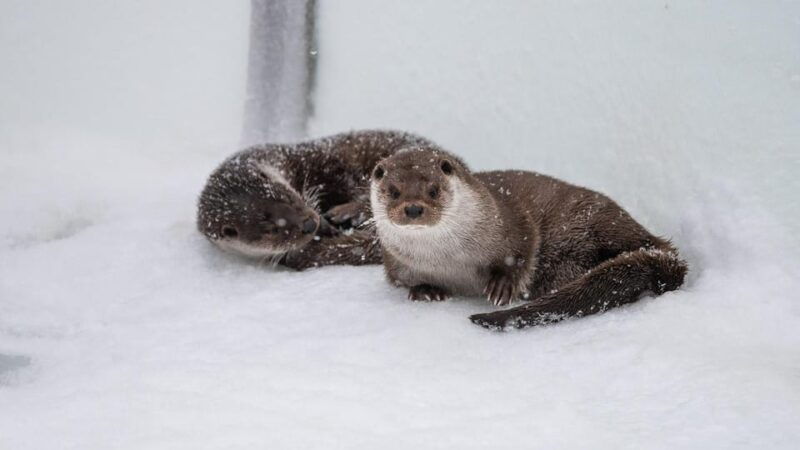 from-rovaniemi-tour-to-ranua-wildlife-park