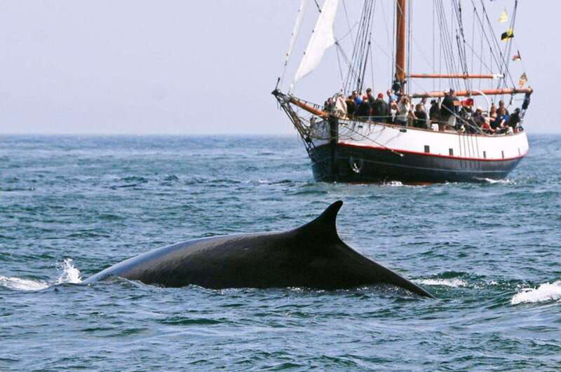 from-saint-john-saint-andrews-whale-watching-tour
