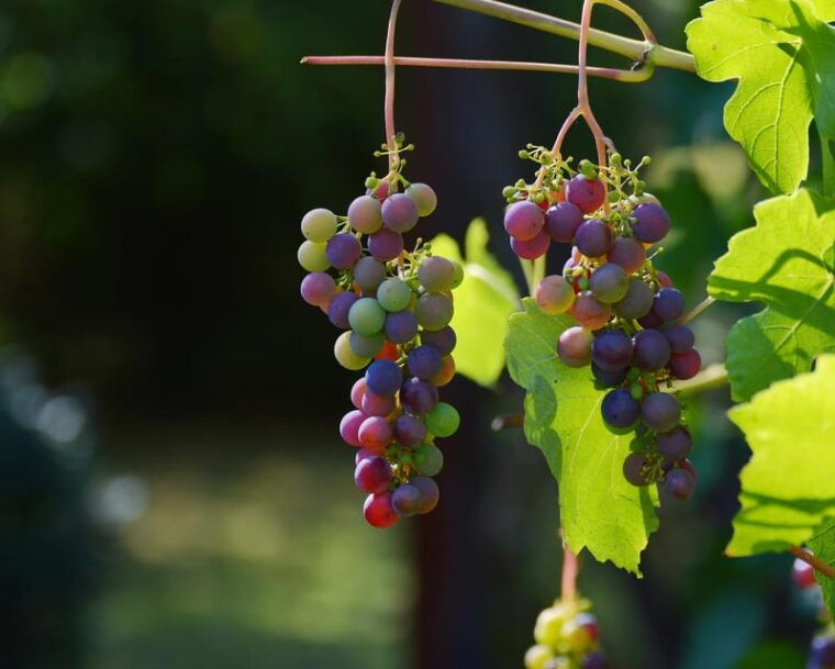 from-salerno-pompeii-and-vesuvius-winery-private-tour