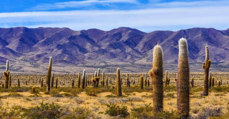 from-salta-cachi-and-los-cardones-national-park-tour