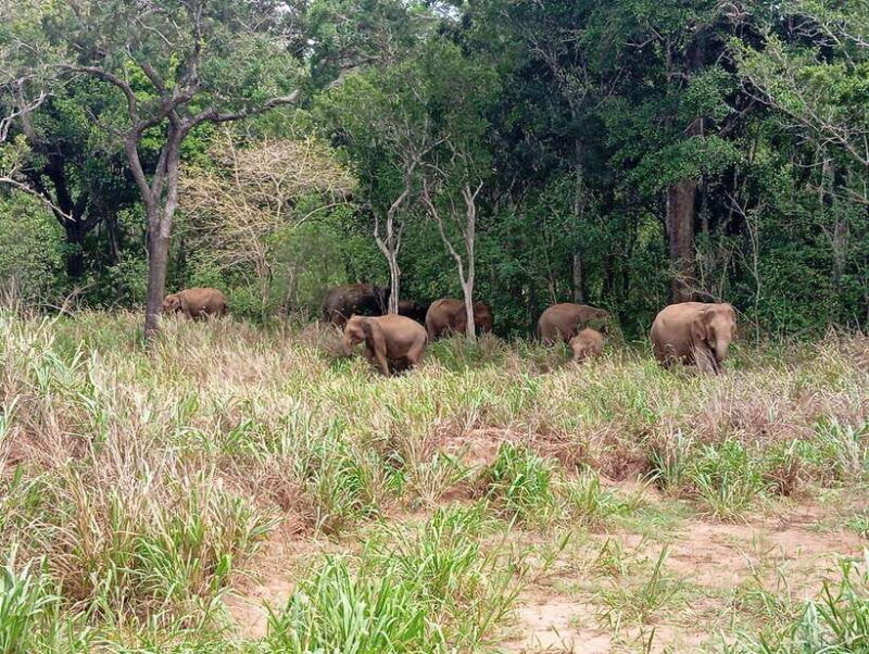 from-sigiriya-minneriya-national-park-half-day-jeep-safari