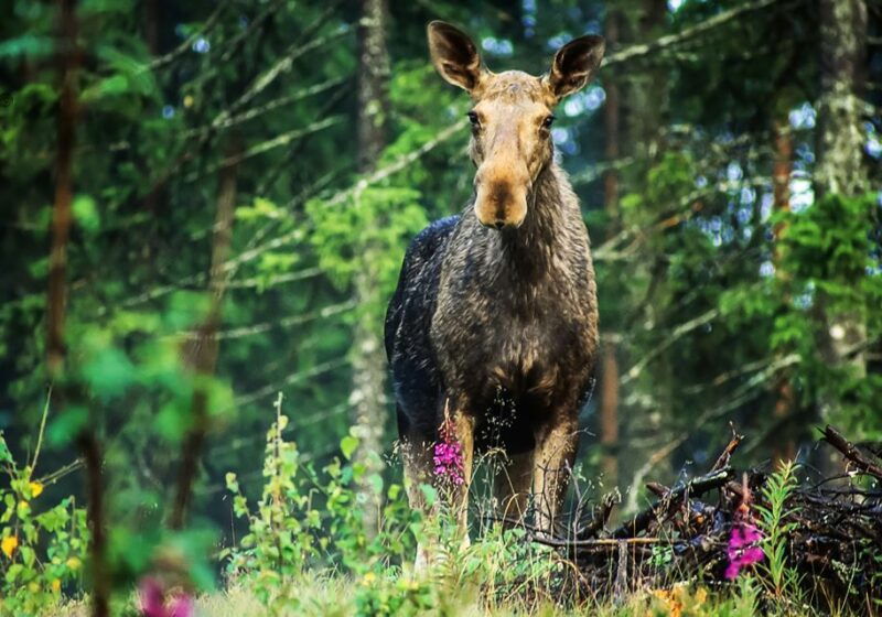 from-stockholm-wildlife-safari-with-campfire-dinner