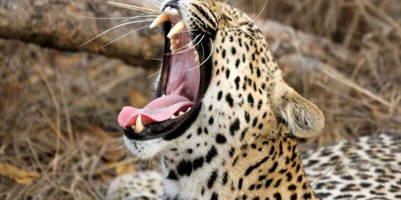 from-tangalle-hiriketiya-shuttle-to-ella-with-yala-safari