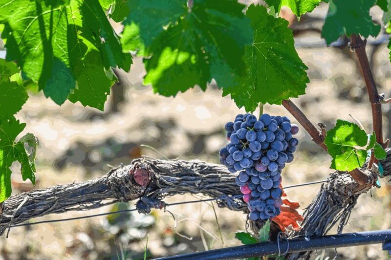 from-thessaloniki-pella-edessa-naousa-wine-tasting
